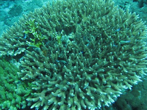 Similan Day 1 016.jpg
